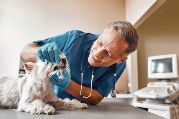 Best Emergency X-Rays and Diagnostics in Lykens, PA